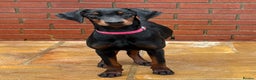 Dobermann dogs for sale: Top Quality Female Dobermann Puppy Available - Advert 2