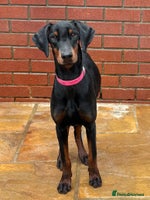 Dobermann dogs Top Quality Female Dobermann Puppy Available - Advert 2