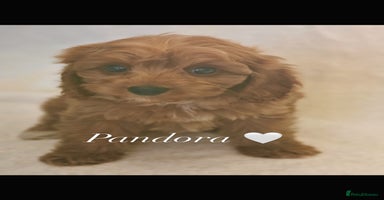 Cavapoochon dogs - Advert 9