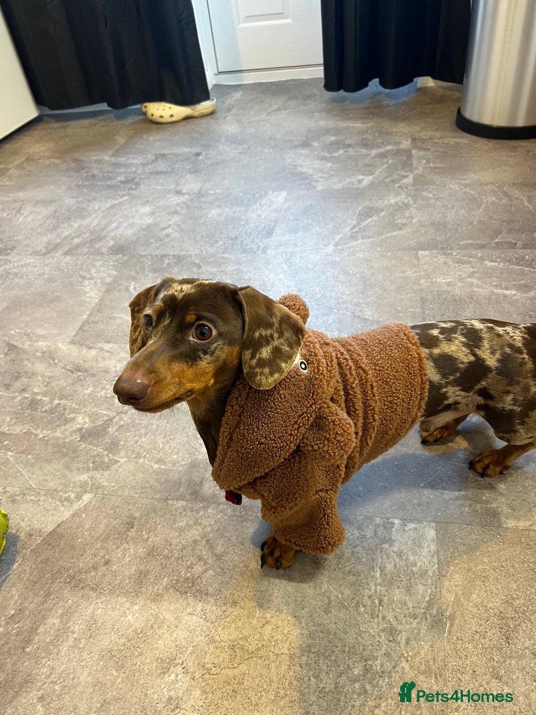 Miniature Dachshund dogs for sale: 1 Year Old Miniature Dachshund Male - Advert 4