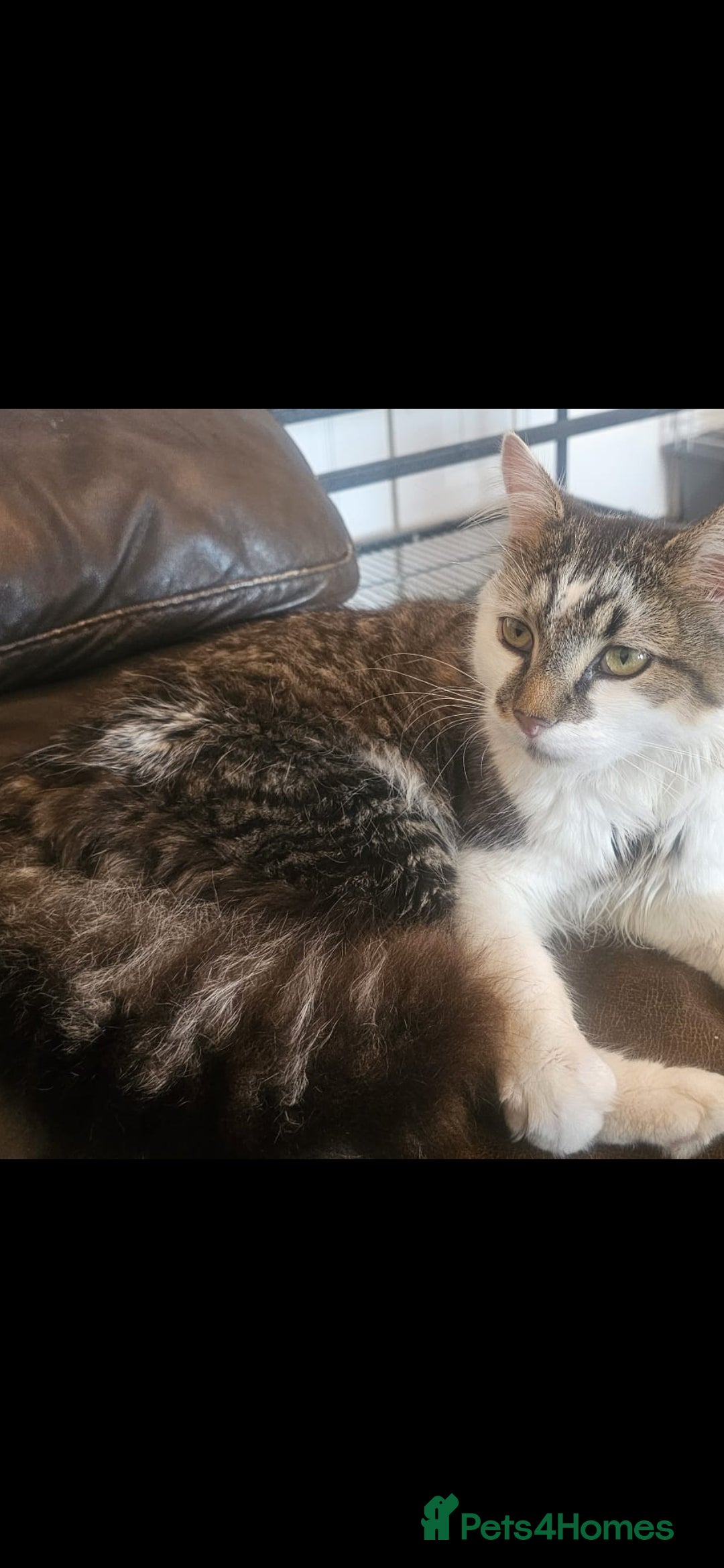 Mixed Breed cats X2 Male cats  - Advert 1