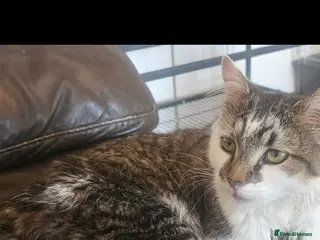 Mixed Breed cats X2 Male cats - Advert 1