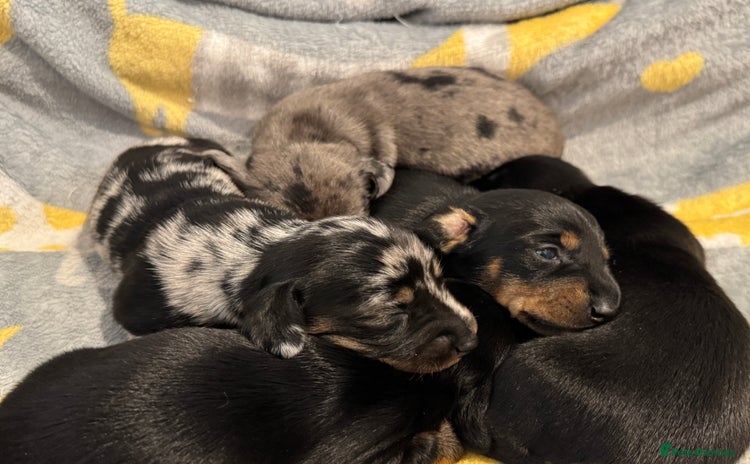 Miniature Dachshund dogs - Advert 1