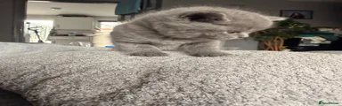 British Shorthair 2