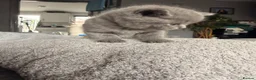 British Shorthair cats for sale: British shorthair kittens  - Advert 25
