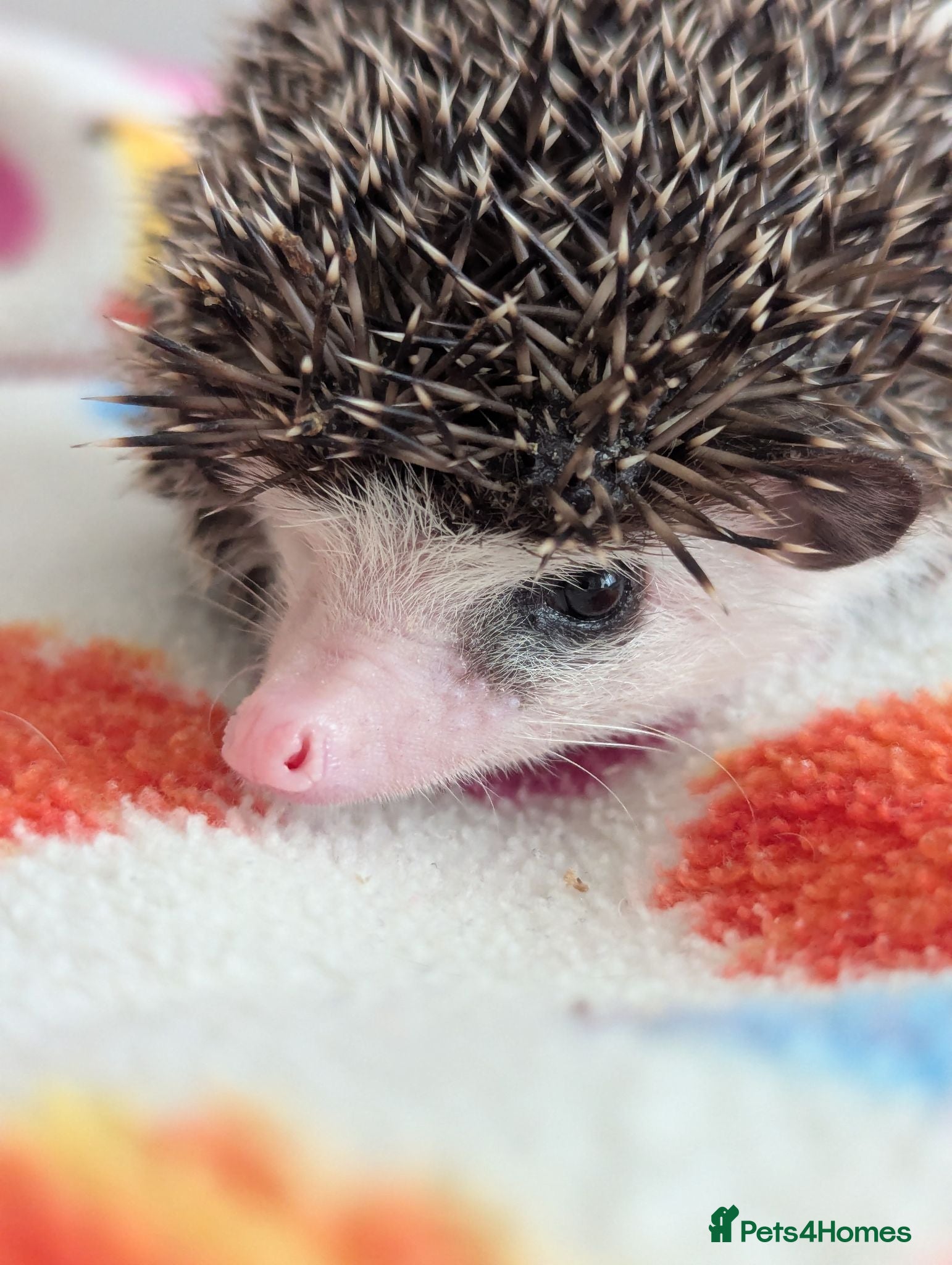 Pygmy Hedgehog rodents Stunning Hoglets Ready Now and to Reserve  - Advert 1