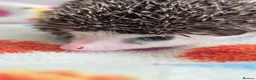 Pygmy Hedgehog rodents for sale: Gorgeous Reduced Hoglets available NOW!!!! - Advert 1