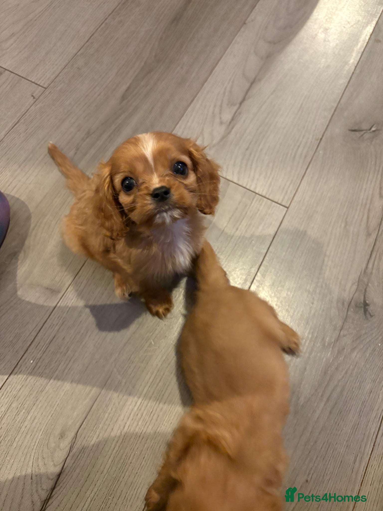 Cavalier King Charles Spaniel dogs Male cavalier puppy READY TO LEAVE - Advert 2