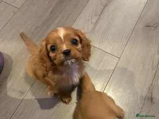 Cavalier King Charles Spaniel dogs Male cavalier puppy READY TO LEAVE - Advert 2