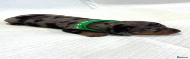 Miniature Dachshund 2