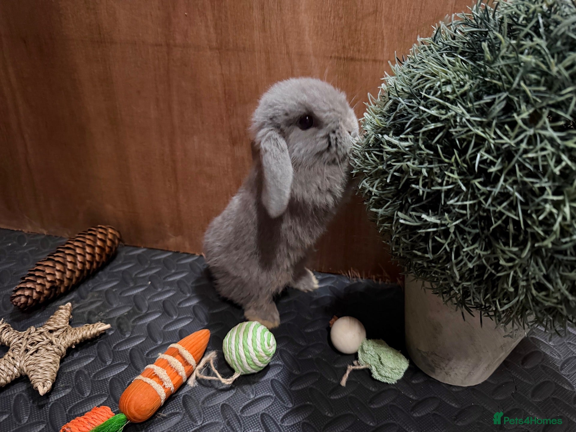 Mini Lop rabbits Minilop babies (2 girls & 2 boys)  - Advert 1