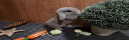 Mini Lop rabbits for sale: Minilop babies (2 girls & 2 boys)  - Advert 1