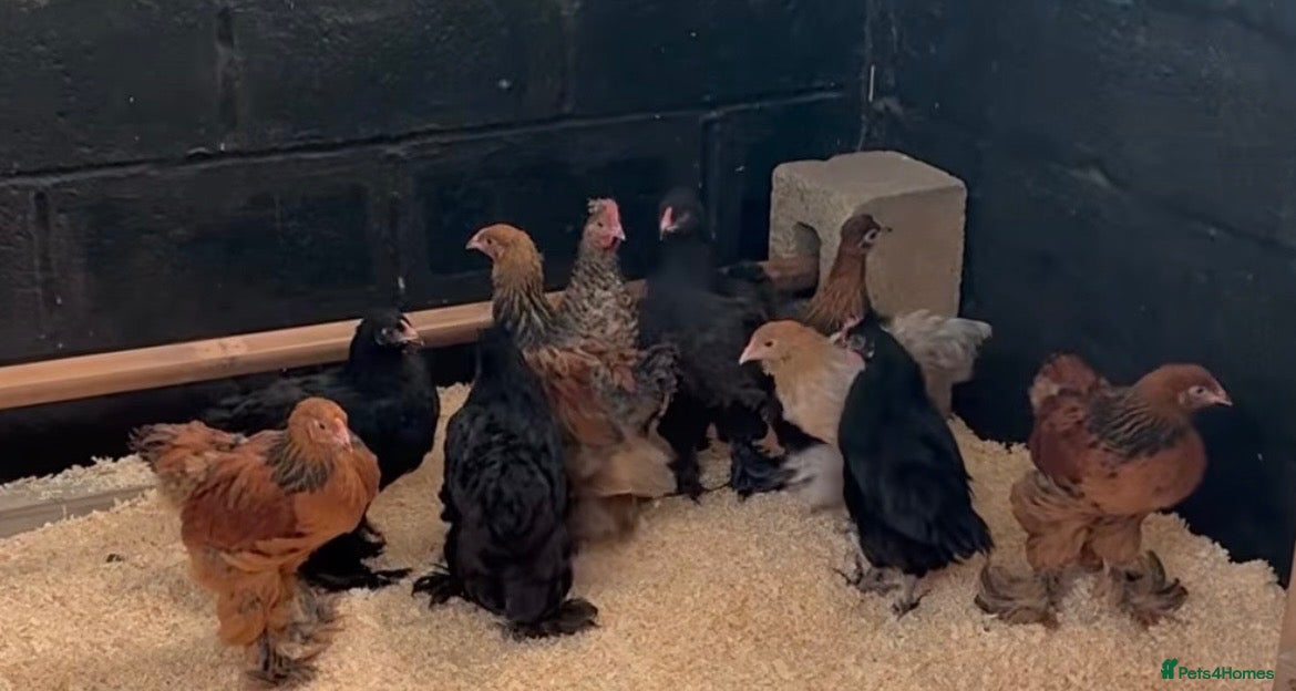 Chickens poultry Brahma Chickens for sale  - Advert 5