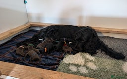 Field Spaniel dogs for sale: Rare and vulnerable Field Spaniel puppies LAST FEW - Image 4