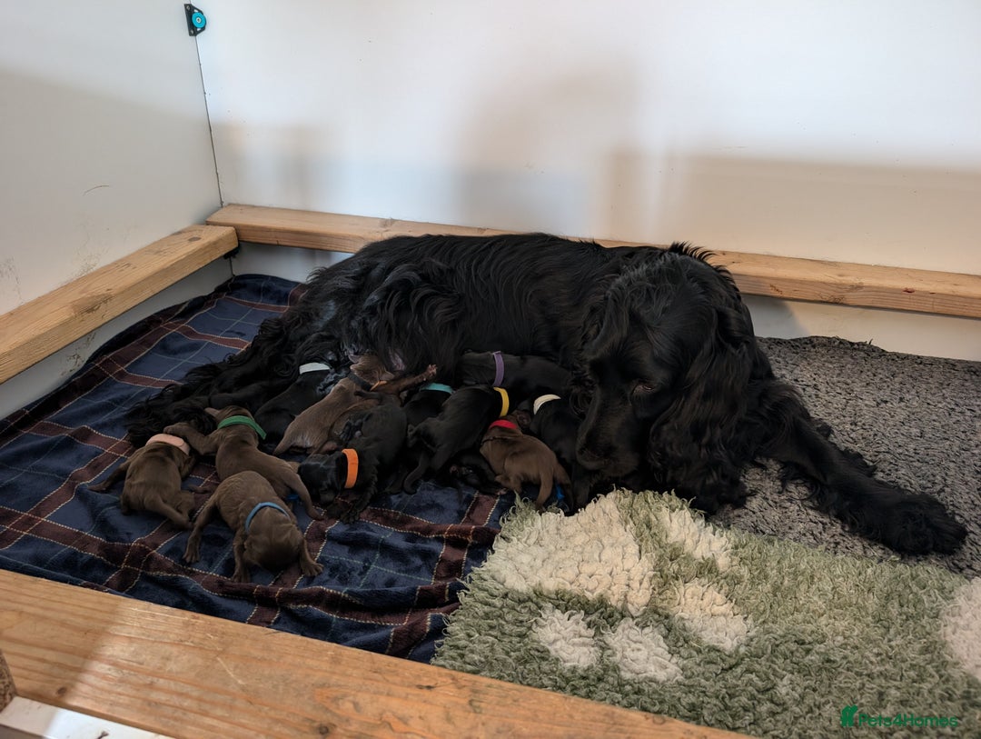 Field Spaniel dogs for sale: Rare and vulnerable Field Spaniel puppies LAST FEW - Image 4
