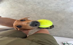 Mixed Breed dogs for sale: Mara - Doberman X Lurcher 7 month old girl - Image 11