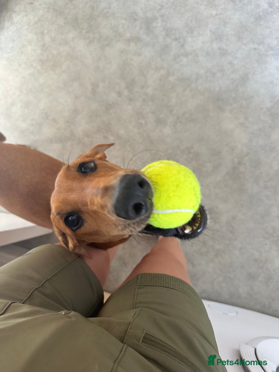 Mixed Breed dogs for sale: Mara - Doberman X Lurcher 7 month old girl - Image 11