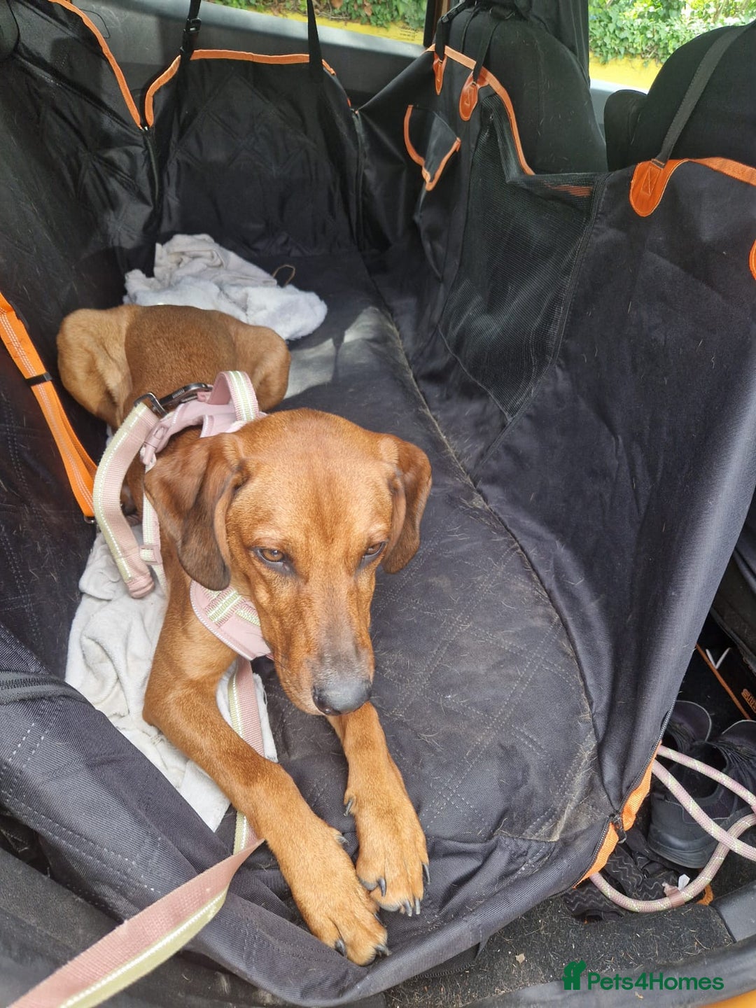 Mixed Breed dogs for adoption: Myrtle - 8 months, female Vizla mix - Image 8