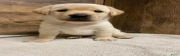 Labrador Retriever dogs for sale: KC Registered Yellow Labrador Puppies - Advert 3