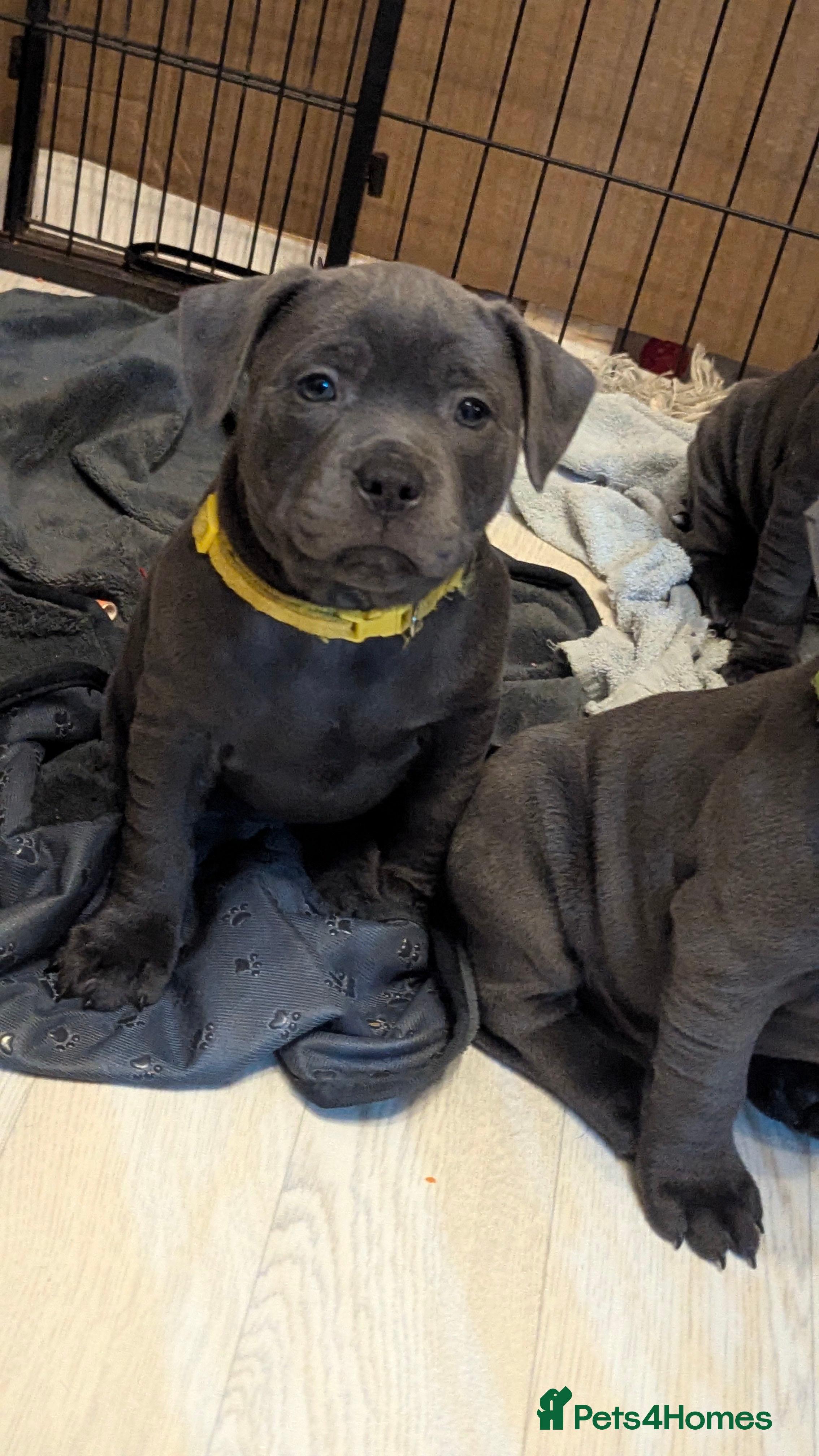 Staffordshire Bull Terrier dogs Beautiful KC reg Staffordshire bull terriers - Advert 11