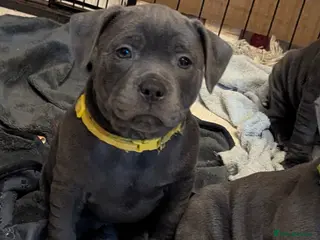 Staffordshire Bull Terrier dogs Beautiful KC reg Staffordshire bull terriers - Advert 11