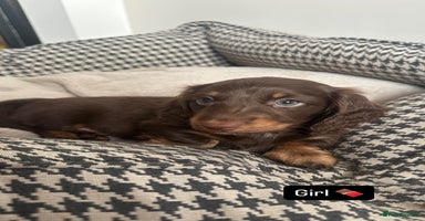 Miniature Dachshund dogs - Advert 16