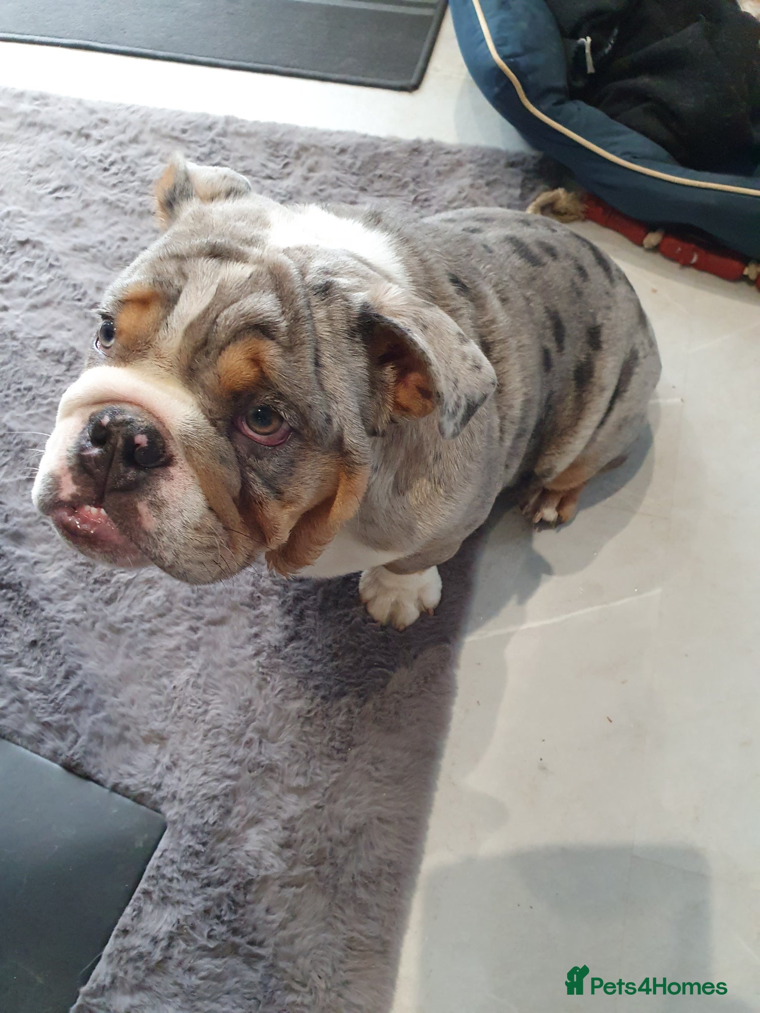 English Bulldog dogs Blue merle  - Advert 1