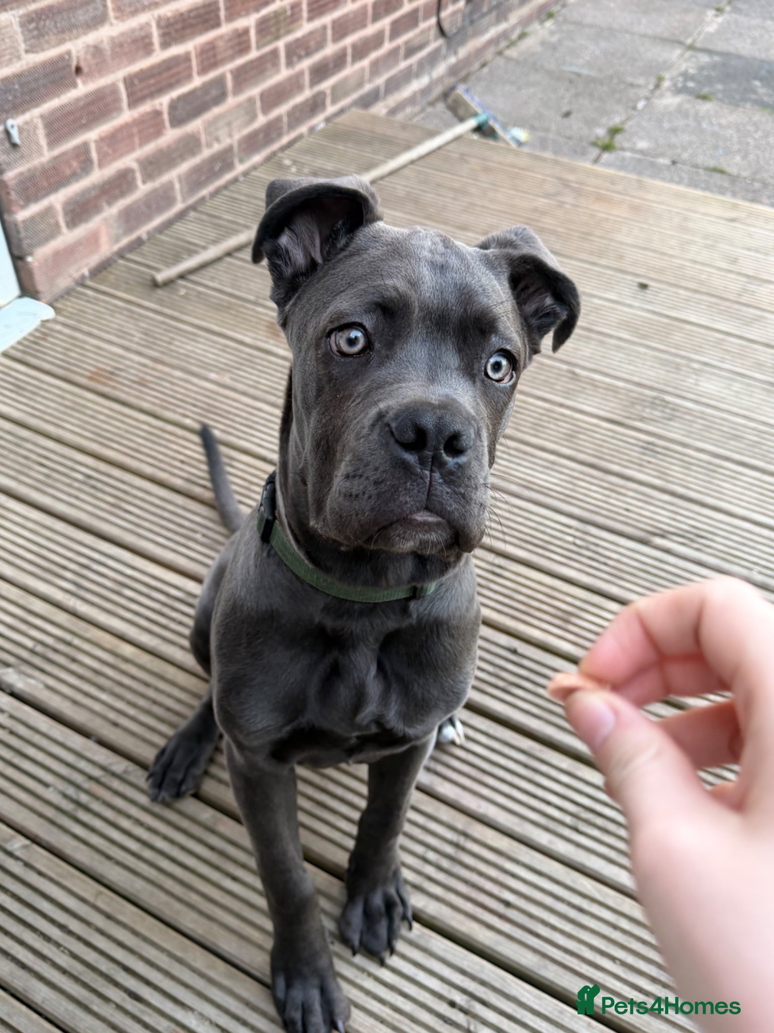 Cane Corso dogs Grey/blue cane corso male  - Advert 1