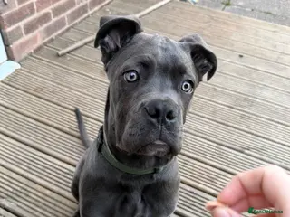 Cane Corso dogs Grey/blue cane corso male - Advert 1