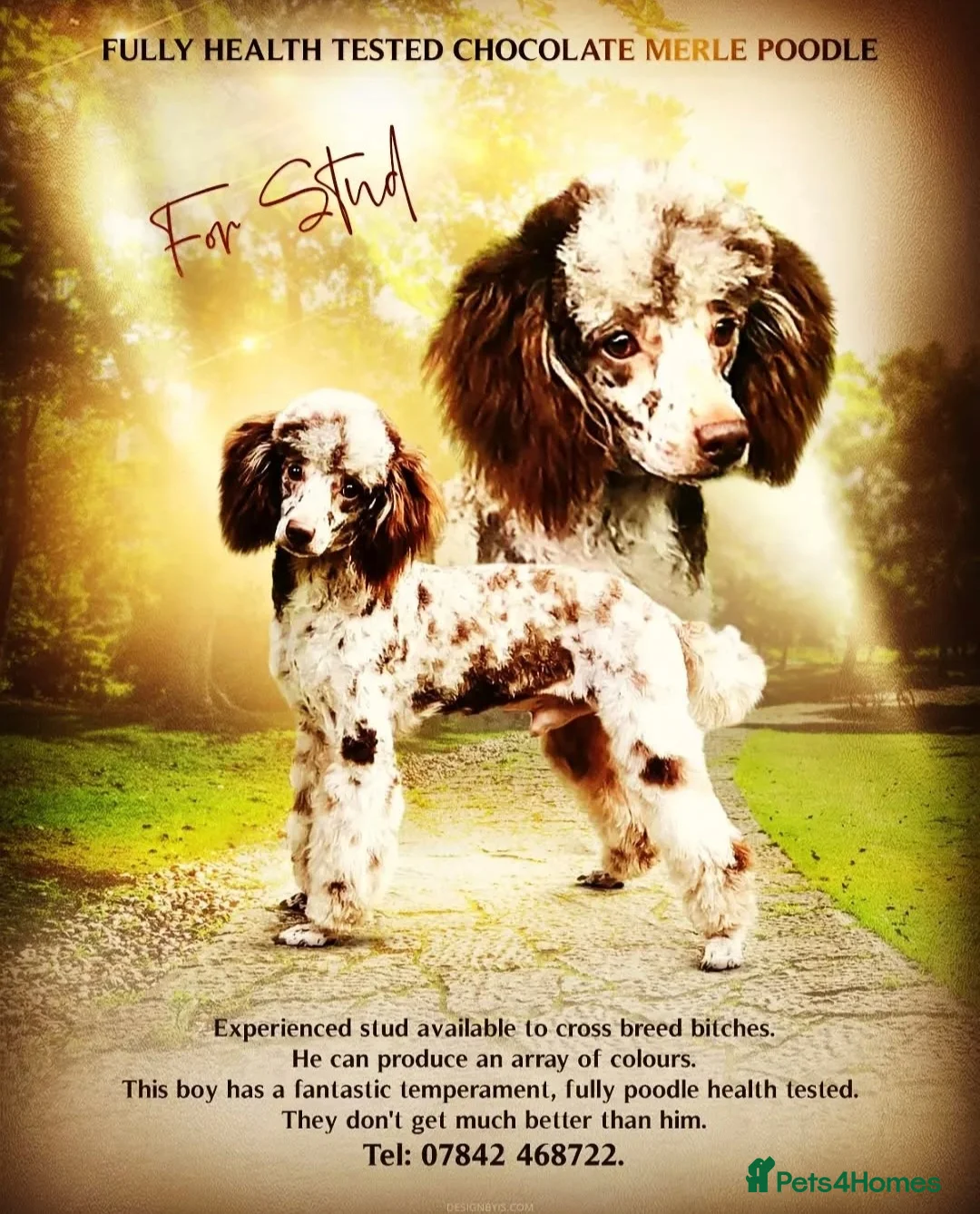 Poodle dogs for stud:  CHOCOLATE MERLE PHANTOM CARRYING PARTI in Todmorden - Advert 1