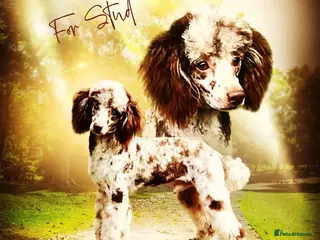 Poodle dogs CHOCOLATE MERLE PHANTOM CARRYING PARTI in Todmorden - Advert 1