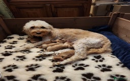 Goldendoodle dogs for sale: Mini F1B Goldendoodle Puppies - Image 3