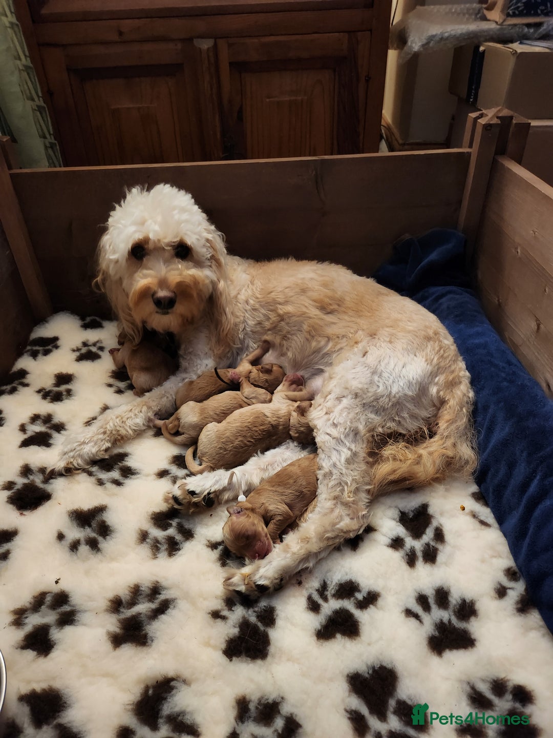 Goldendoodle dogs for sale: Mini F1B Goldendoodle Puppies - Image 3