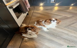 Cavapoo dogs for sale: Stunning F1 Cavapoo pups ONE GIRL LEFT - Image 11