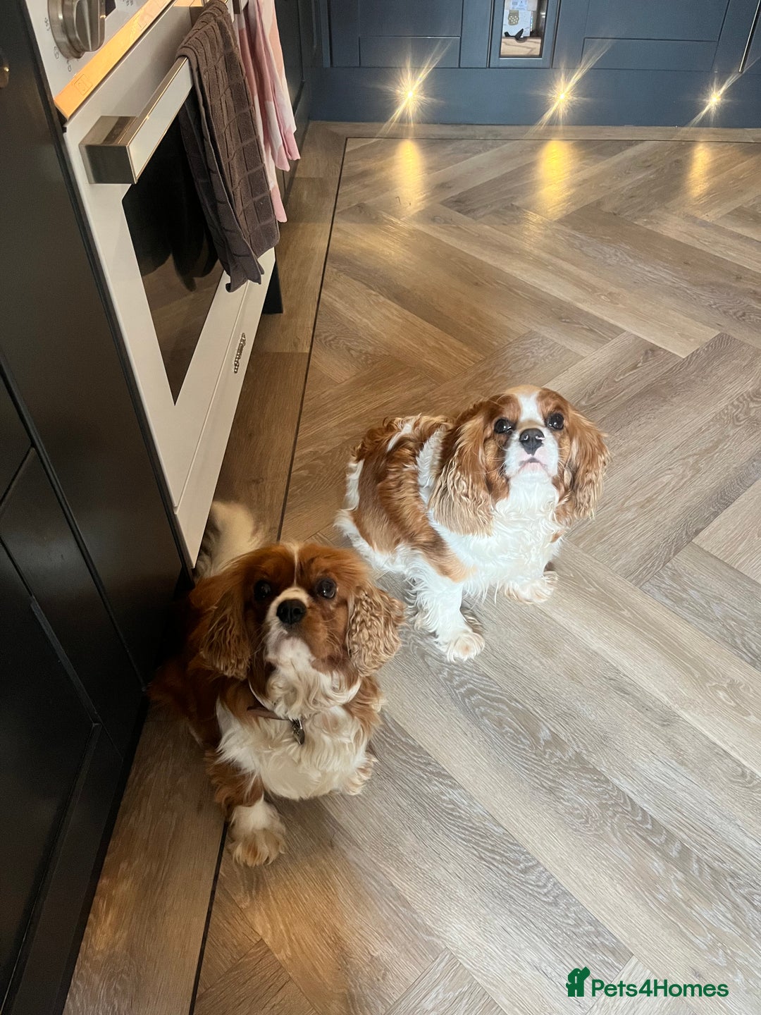 Cavapoo dogs for sale: Stunning F1 Cavapoo pups ONE GIRL LEFT - Image 11