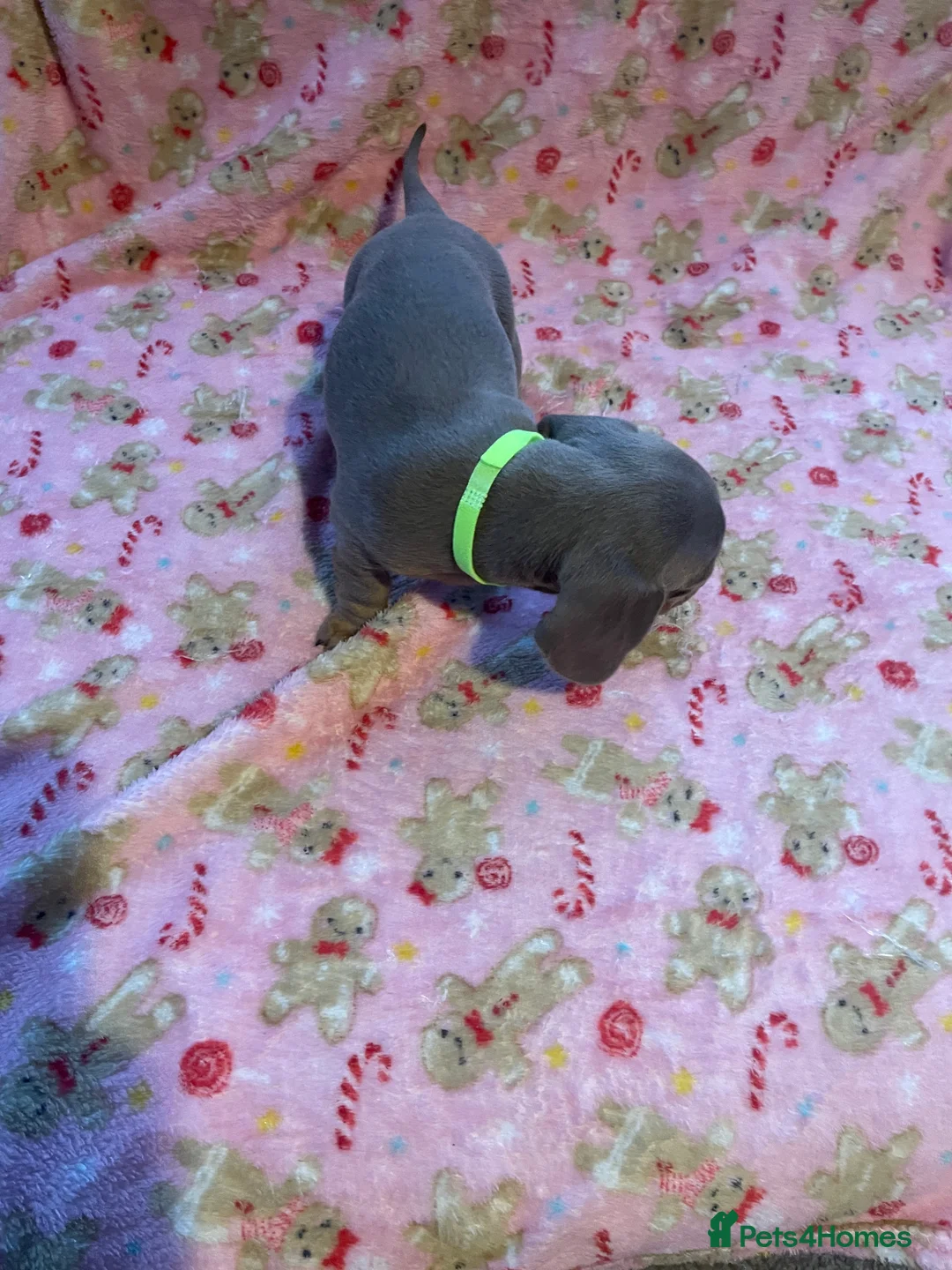 Dachshund dogs for sale: Dachshund puppies  - Advert 6