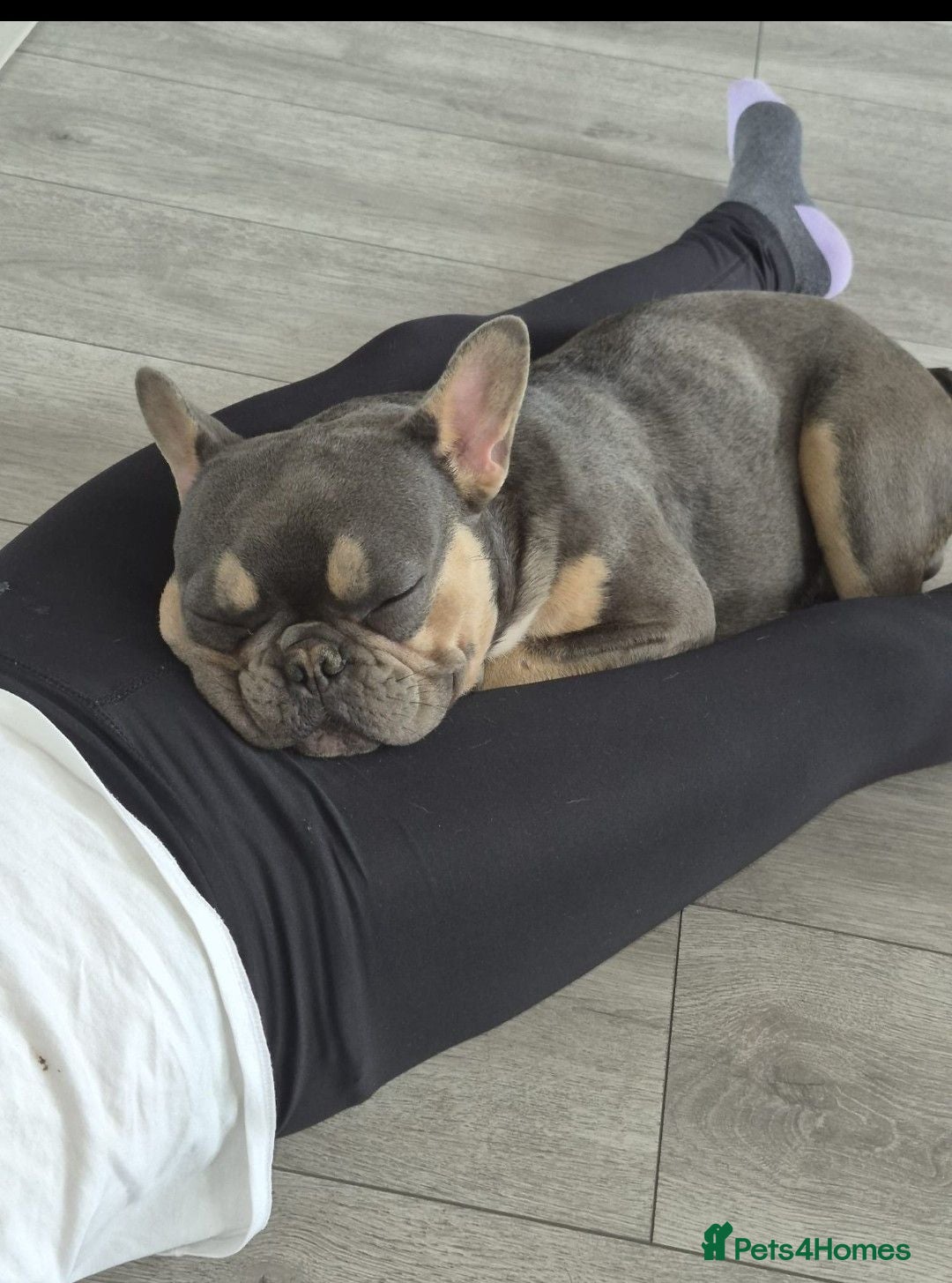 French Bulldog dogs REGGIE 9mth old  - Advert 15