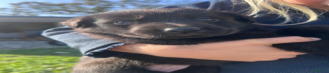 Labrador Retriever Puppy 7