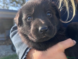 Labrador Retriever dogs - Advert 9