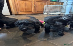 Bordoodle dogs for sale: Quality Miniature Bordoodles  - Image 21