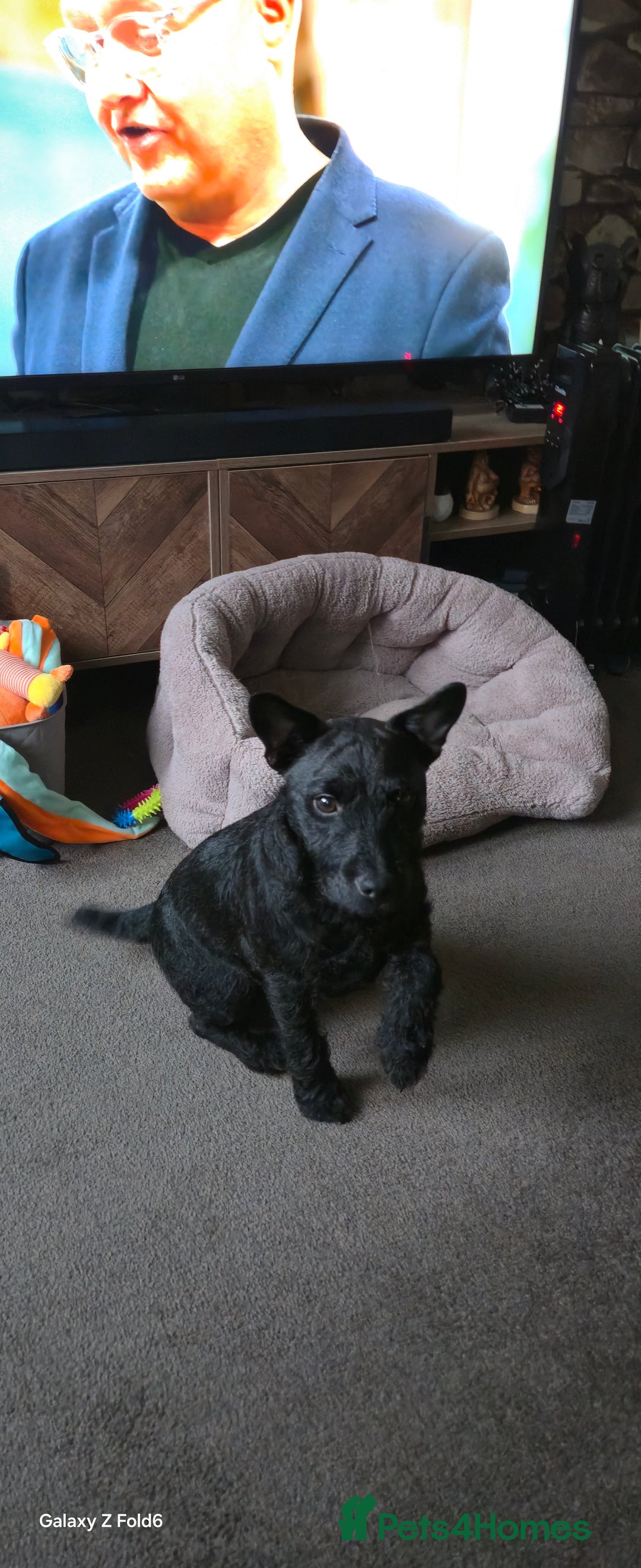 Patterdale Terrier dogs for sale: Patterdale Terrier  - Advert 2