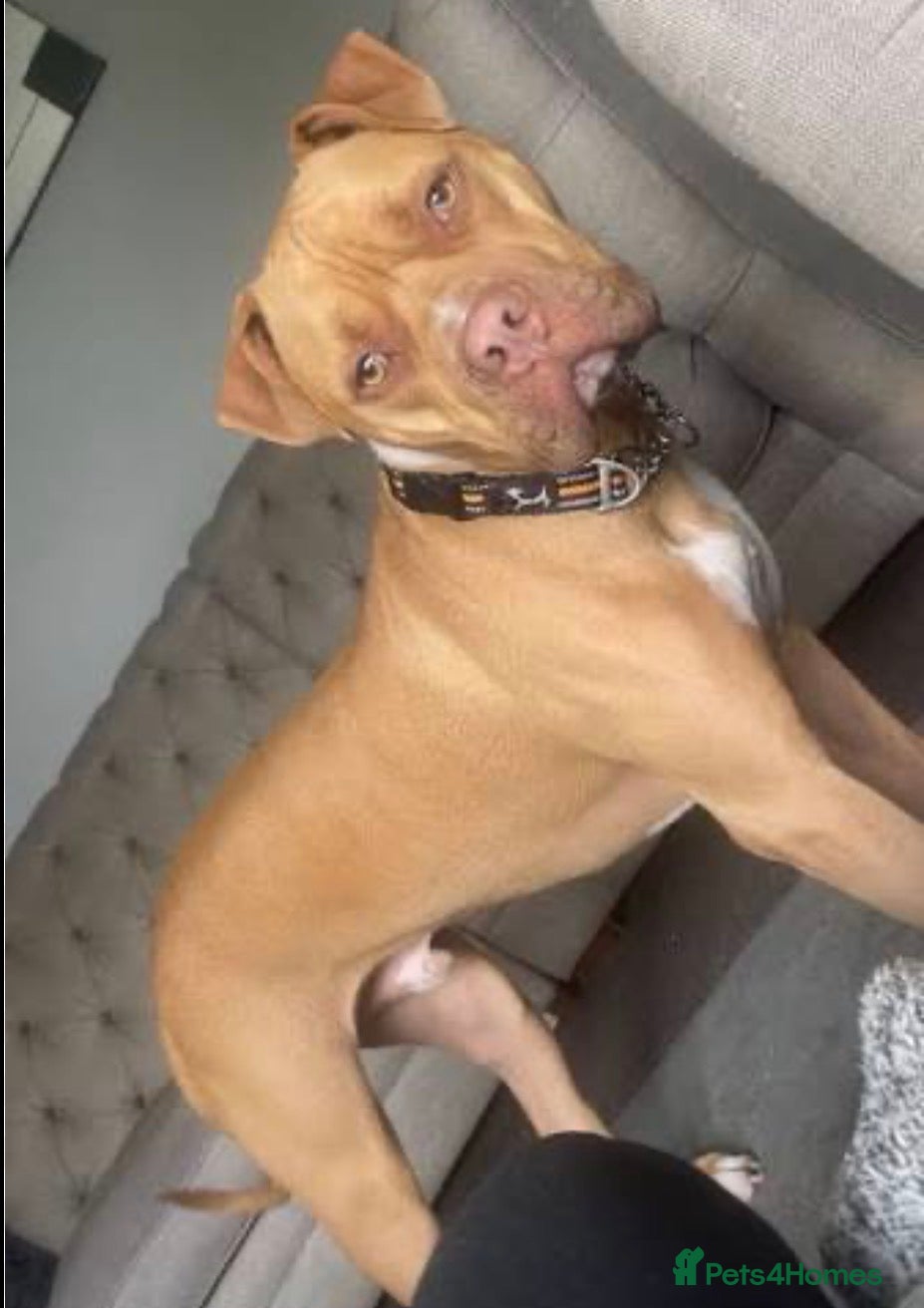 Mixed Breed dogs Mixed breed pup for sale, 7 month old Esmai   - Advert 5