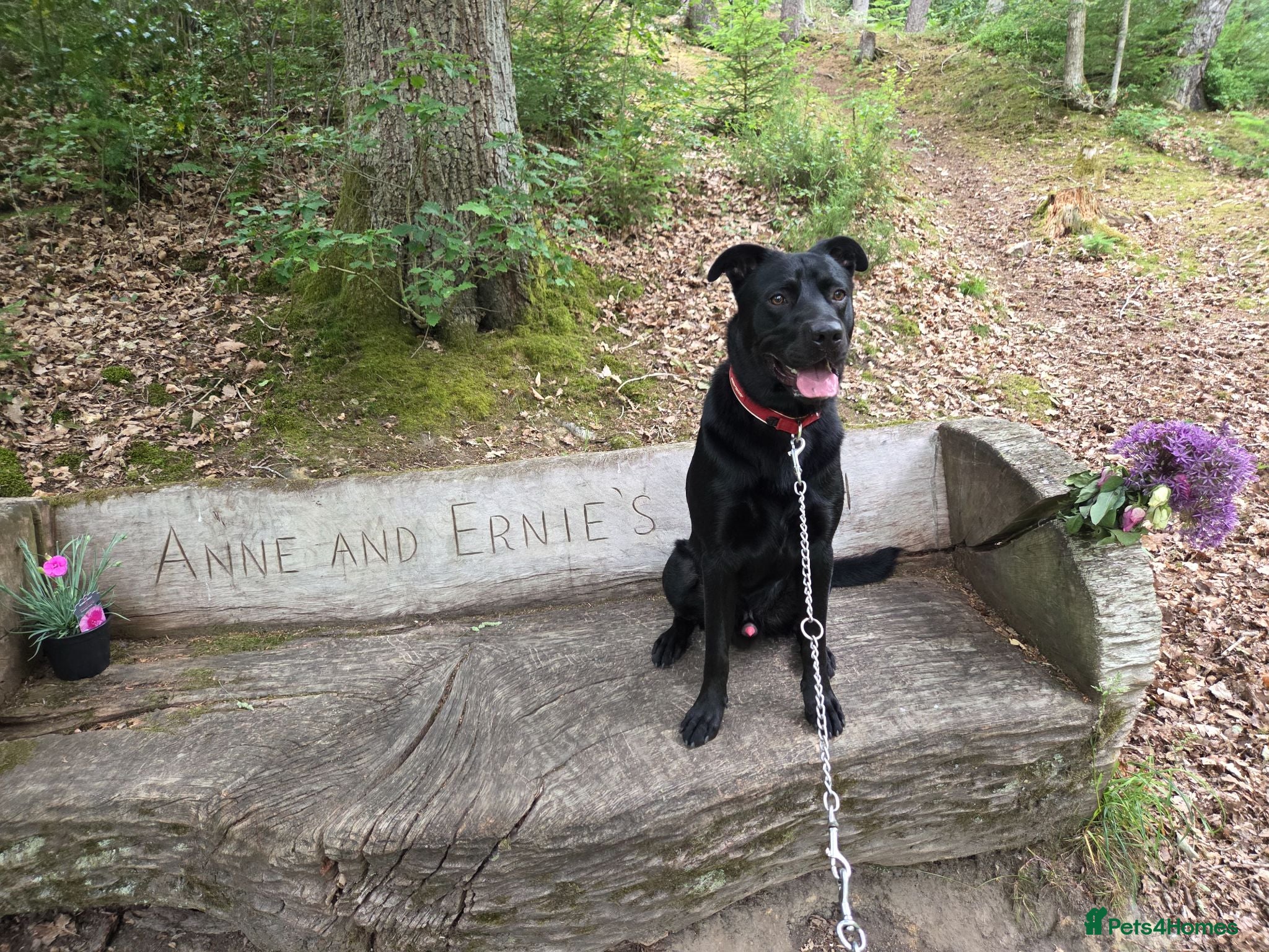 Mixed Breed dogs Miles, 10 month old labrador/German Shepherd mix  - Advert 4