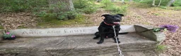 Mixed Breed dogs for sale: Miles, 10 month old labrador/German Shepherd mix  - Advert 1