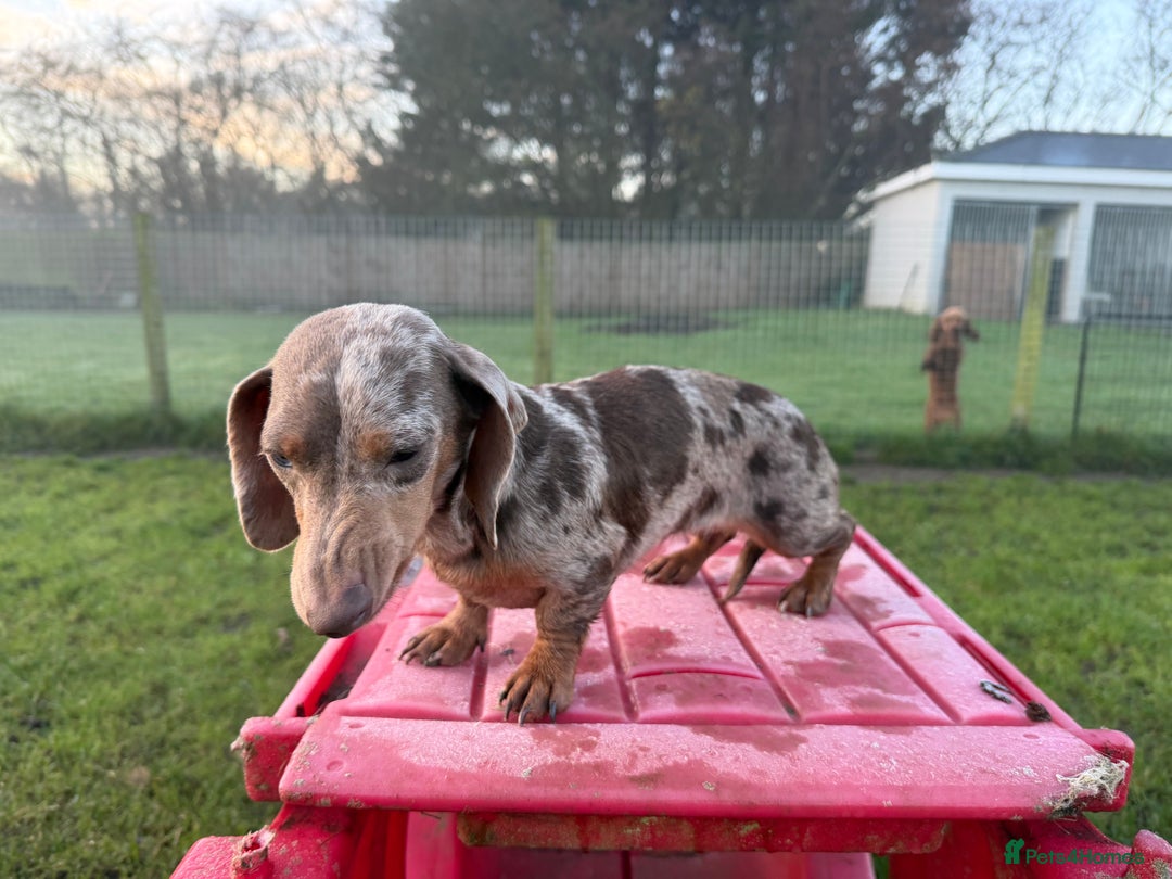 Miniature Dachshund dogs for sale: Dapple mini girl  - Advert 6