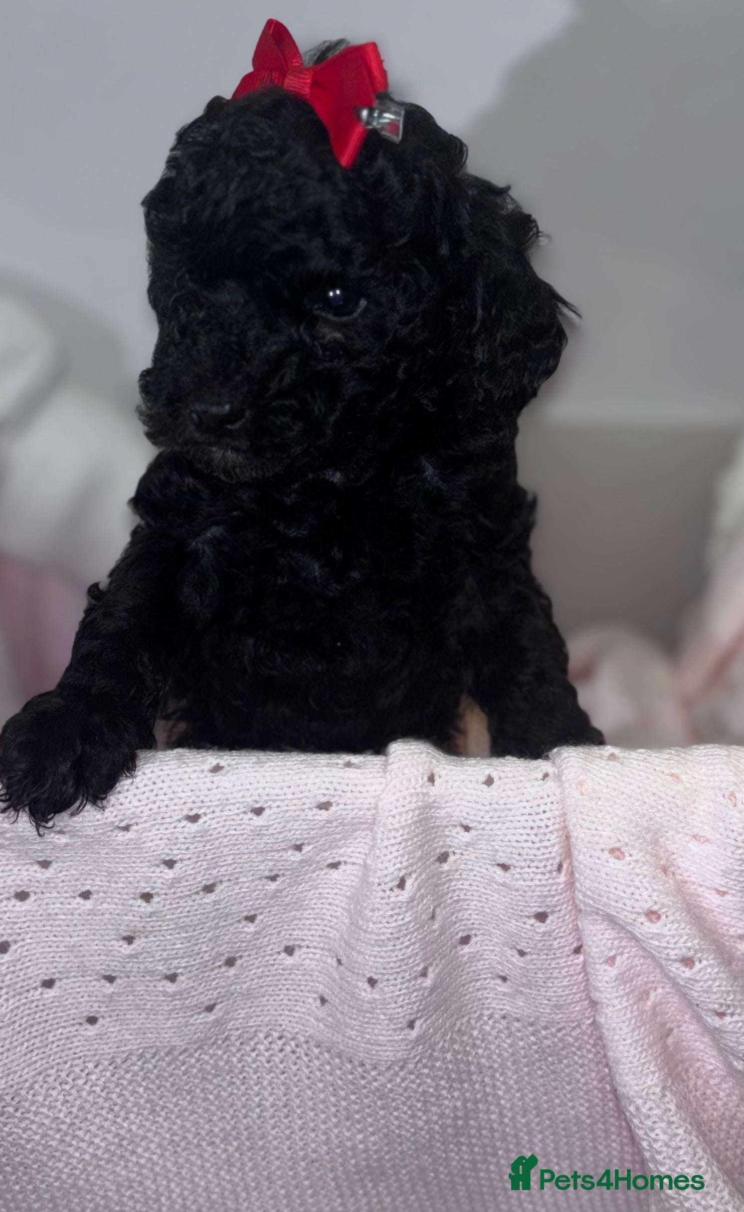 Toy Poodle dogs Adorable Toy Poodle puppies  - Advert 18