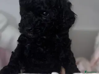 Toy Poodle dogs Adorable Toy Poodle puppies - Advert 18