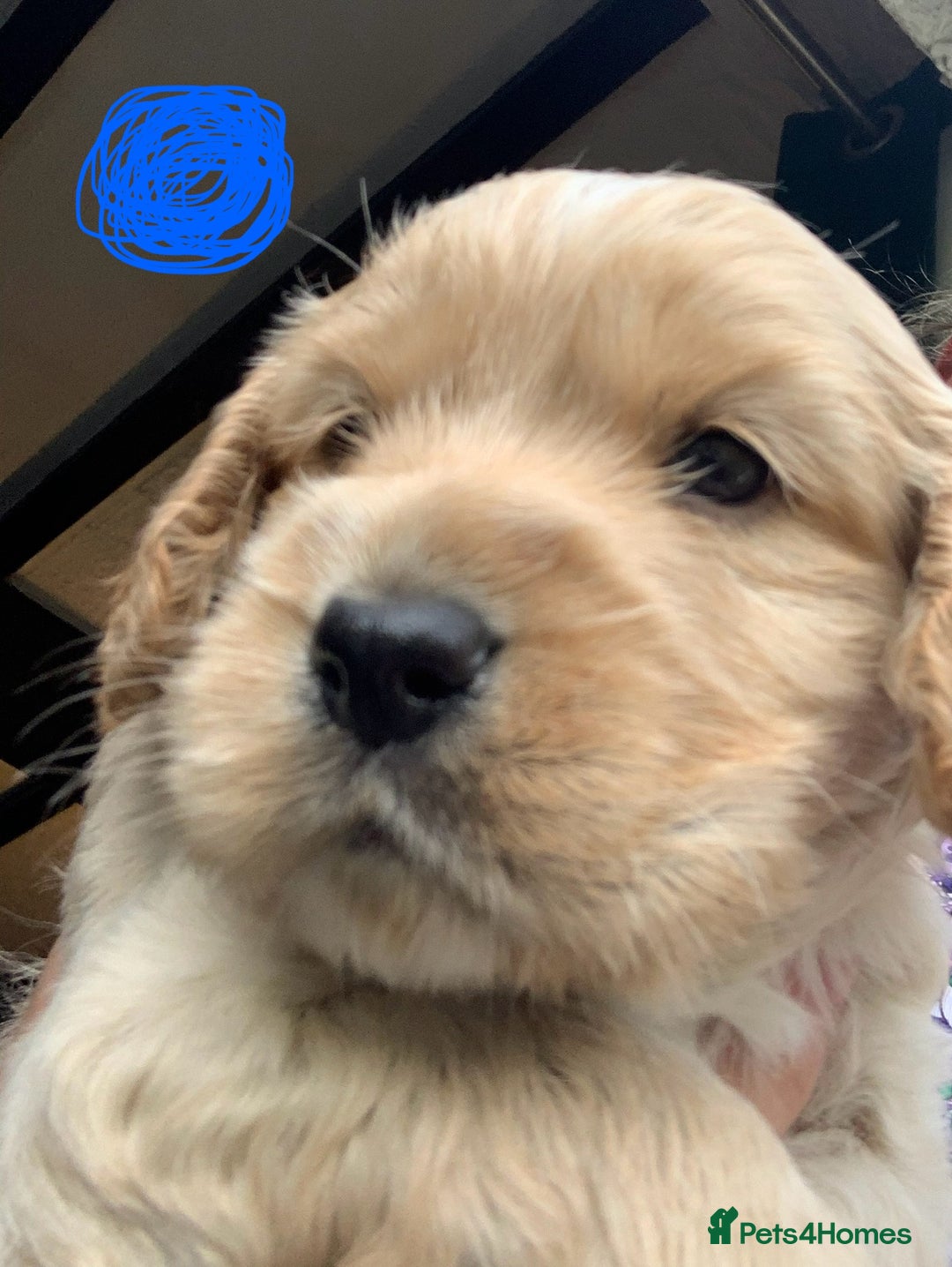 Cockapoo dogs for sale: Cockapoo puppies - Image 18