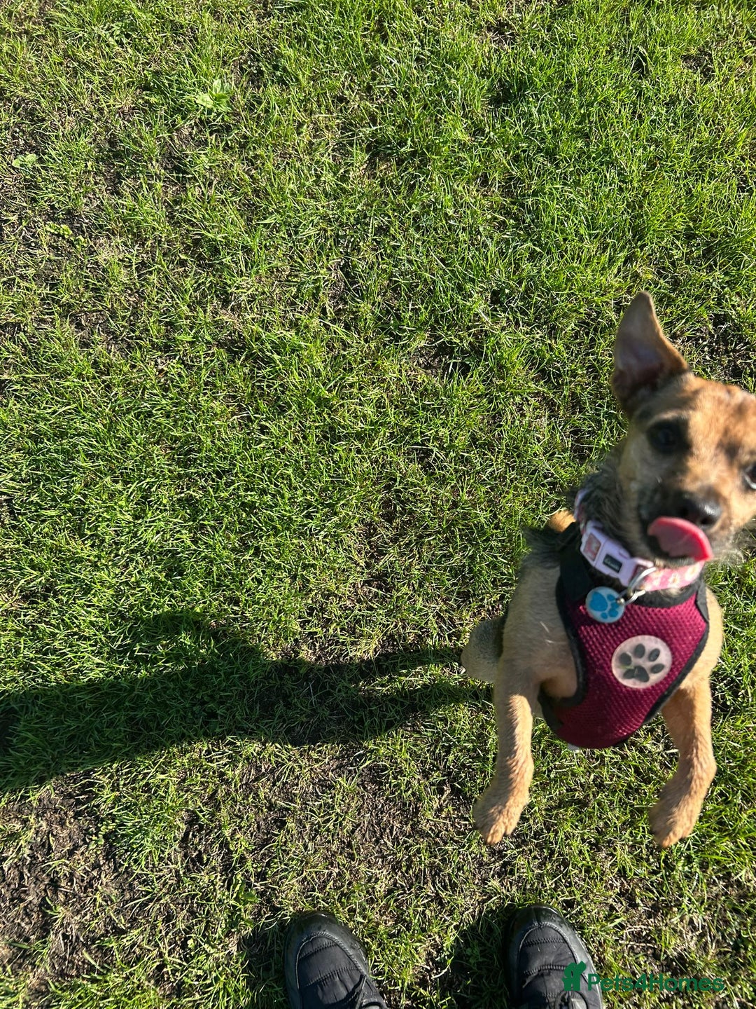 Mixed Breed dogs for sale: Chihuahua x whippet hybrid  - Advert 2