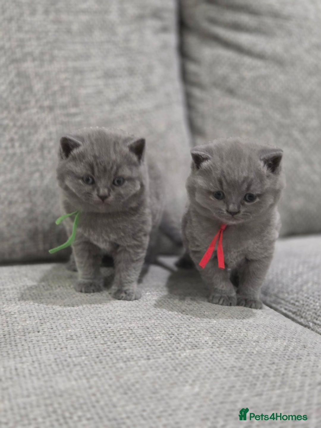 British Shorthair cats for sale: Gorgeous Pure Breed British shorthair kittens  - Advert 4